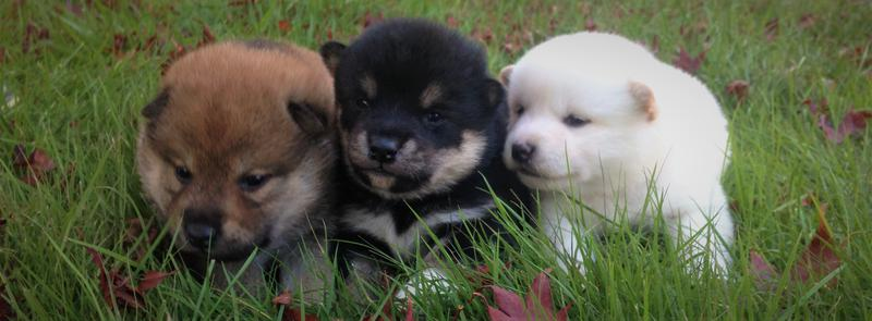 Black And Tan Shiba Inu Puppy Cute